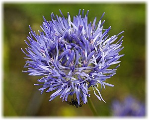 Jasione montana