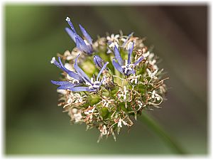 Jasione montana