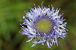 Jasione montana