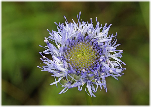 Jasione montana