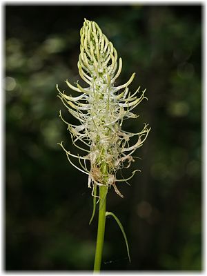 Phyteuma spicatum