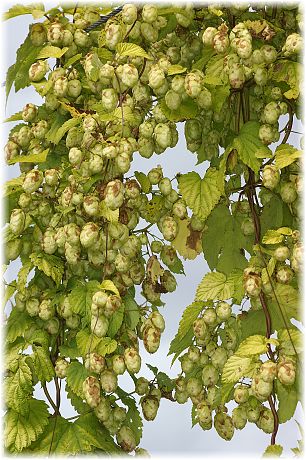 Humulus lupulus