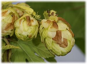 Humulus lupulus