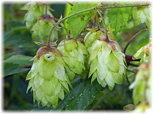 Humulus lupulus