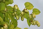 Humulus lupulus