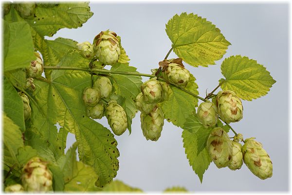 Humulus lupulus