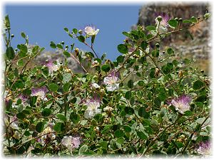 Capparis spinosa