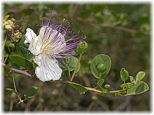 Capparis spinosa