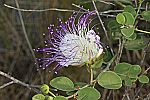 Capparis spinosa