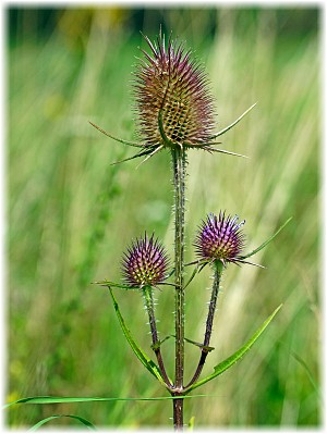 Dipsacus fullonum