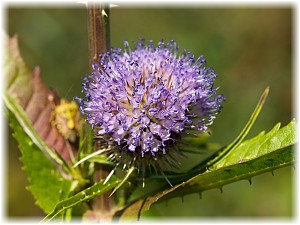 Dipsacus fullonum