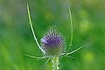 Dipsacus fullonum
