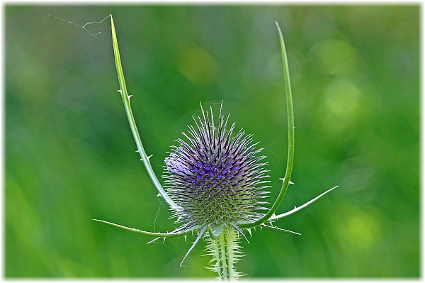 Dipsacus fullonum