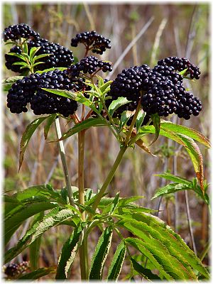 Sambucus ebulus