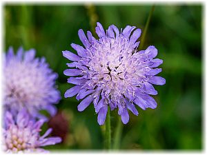 Scabiosa columbaria