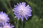 Scabiosa columbaria