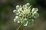 Scabiosa ochroleuca