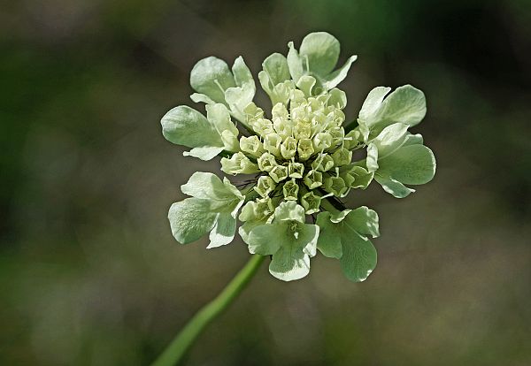 Scabiosa ochroleuca