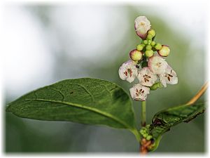 Symphoricarpos albus