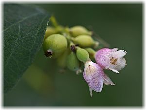 Symphoricarpos albus