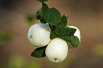 Symphoricarpos rivularis