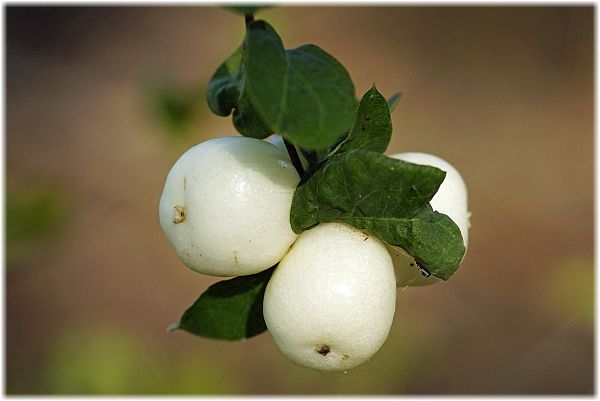 Symphoricarpos rivularis