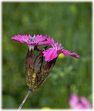 Dianthus carthusianorum