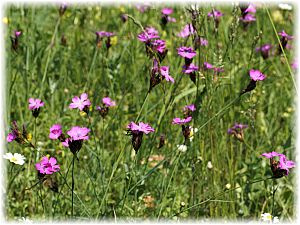 Dianthus carthusianorum