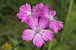 Dianthus carthusianorum