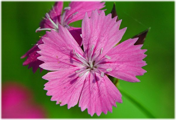 Dianthus deltoides