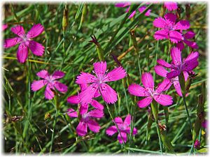 Dianthus deltoides