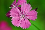 Dianthus deltoides