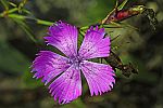 Dianthus seguieri