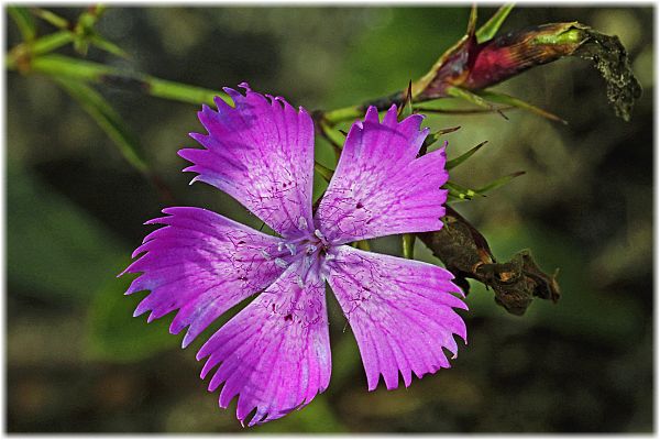 Dianthus seguieri