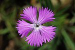 Dianthus sylvestris