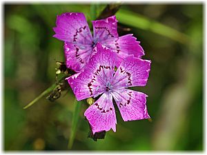 Dianthus zonatus