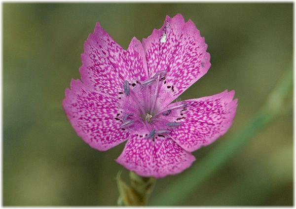 Dianthus zonatus