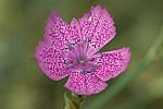 Dianthus zonatus