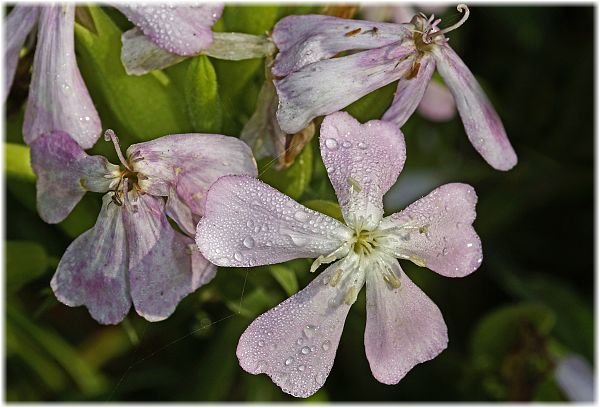 Saponaria officinalis