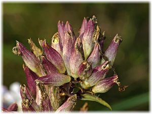 Saponaria officinalis Samen