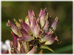 Saponaria officinalis Samen