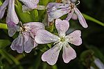 Saponaria officinalis