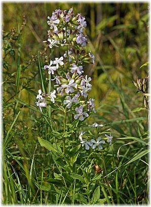 Saponaria officinalis