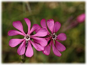 Silene colorata