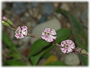 Silene colorata