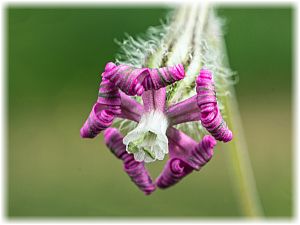 Silene colorata