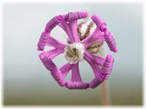 Silene colorata