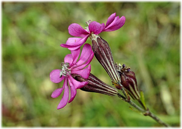 Silene colorata