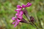 Silene colorata