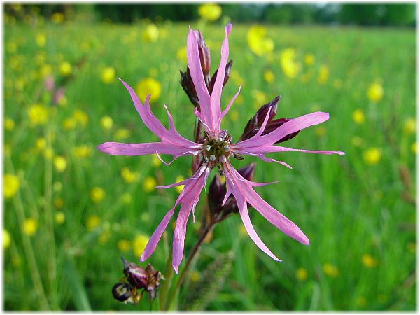 Silene flos-cuculi